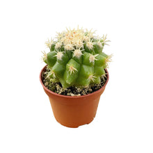 Load image into Gallery viewer, Echinocactus grusonii intermedius | Short spined Golden Barrel Cactus
