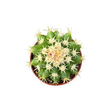 Load image into Gallery viewer, Echinocactus grusonii intermedius | Short spined Golden Barrel Cactus
