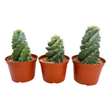 Load image into Gallery viewer, Cereus forbesii Spiralis | Spiral Cactus
