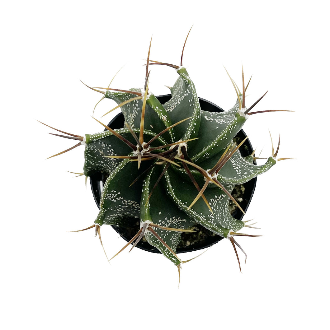 Star Barrel Cactus | Astrophytum Ornatum