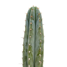Load image into Gallery viewer, Stella Blue | GBO5 | Matucana Peruvianus
