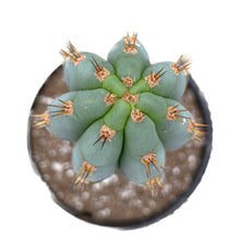 Load image into Gallery viewer, Stella Blue | GBO5 | Matucana Peruvianus
