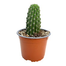 Load image into Gallery viewer, Trichocereus brevispinulosus | Indian Comb Cactus
