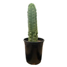 Load image into Gallery viewer, Trichocereus Pachanoi Monstrose | TPM | Monstrose San Pedro Cactus

