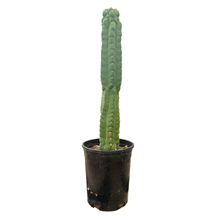 Load image into Gallery viewer, Trichocereus Pachanoi Monstrose | TPM | Monstrose San Pedro Cactus
