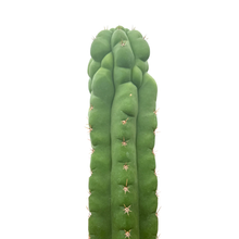 Load image into Gallery viewer, Trichocereus Pachanoi Monstrose | TPM | Monstrose San Pedro Cactus

