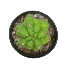 Load image into Gallery viewer, Trichocereus Pachanoi Monstrose | TPM | Monstrose San Pedro Cactus
