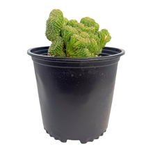 Load image into Gallery viewer, Crested San Pedro Cactus Hybrids
