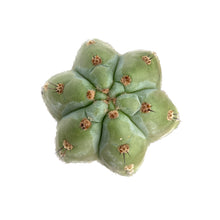 Load image into Gallery viewer, Peruvian Torch Cactus Cuttings | Trichocereus Peruvianus
