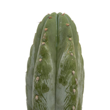 Load image into Gallery viewer, Peruvian Torch Cactus Cuttings | Trichocereus Peruvianus
