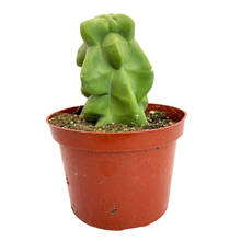 Load image into Gallery viewer, Pachycereus schottii monstrose | Totem Pole Cactus

