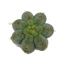 Load image into Gallery viewer, Trichocereus Knuthianus - Cutting / Small (8-12 inch) - San Pedro Source
