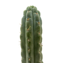 Load image into Gallery viewer, Trichocereus Knuthianus - Cutting / Small (8-12 inch) - San Pedro Source
