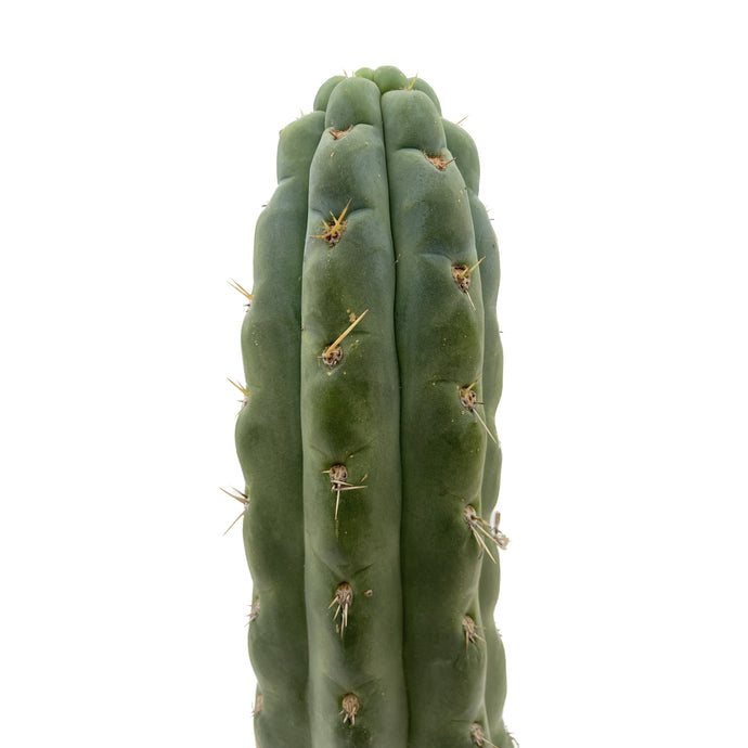 Trichocereus Knuthianus - Cutting / Small (8-12 inch) - San Pedro Source