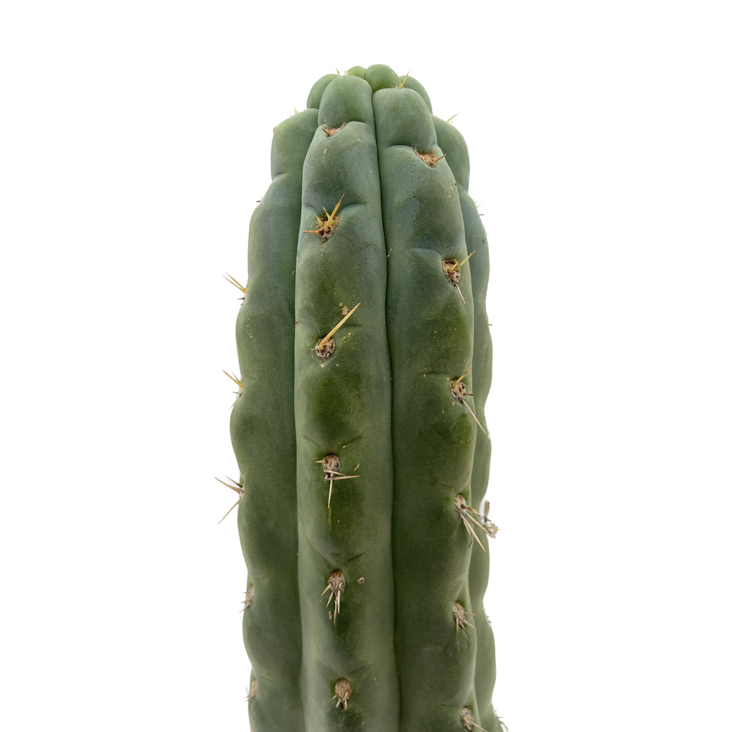 Trichocereus Knuthianus - Cutting / Small (8-12 inch) - San Pedro Source