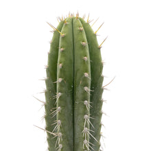 Load image into Gallery viewer, Peruvian Torch Cactus | Trichocereus peruvianus | Echinopsis peruviana
