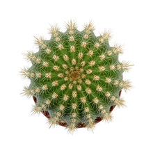 Load image into Gallery viewer, Trichocereus 'Flying Saucer' | Trichocereus Flowering Hybrid
