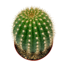 Load image into Gallery viewer, Trichocereus 'Flying Saucer' | Trichocereus Flowering Hybrid
