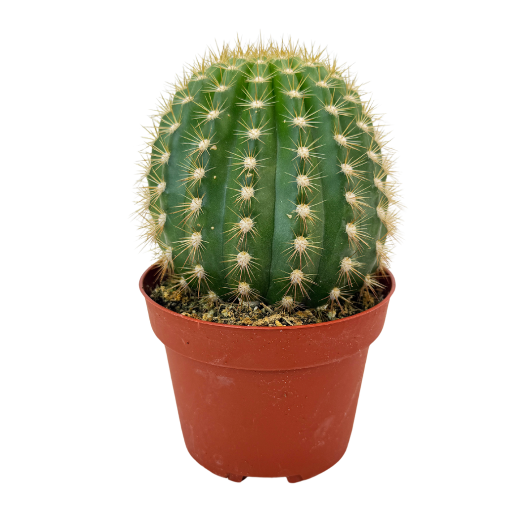 Trichocereus Flying Saucer'
