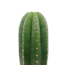 Load image into Gallery viewer, Zelly x Huarazensis | Trichocereus Zelly x Huarazensis Hybrid

