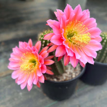 Load image into Gallery viewer, Trichocereus 'Flying Saucer' | Trichocereus Flowering Hybrid
