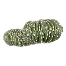 Load image into Gallery viewer, Stenocereus Marginatus Cristata | Crested Mexican Fence Post - 8 inch pot (Bare Root) - San Pedro Source

