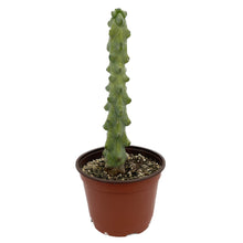 Load image into Gallery viewer, Myrtillocactus geometrizans Fukurokuryuzinboku | Boobie Cactus - Small (4-6 inch) - San Pedro Source
