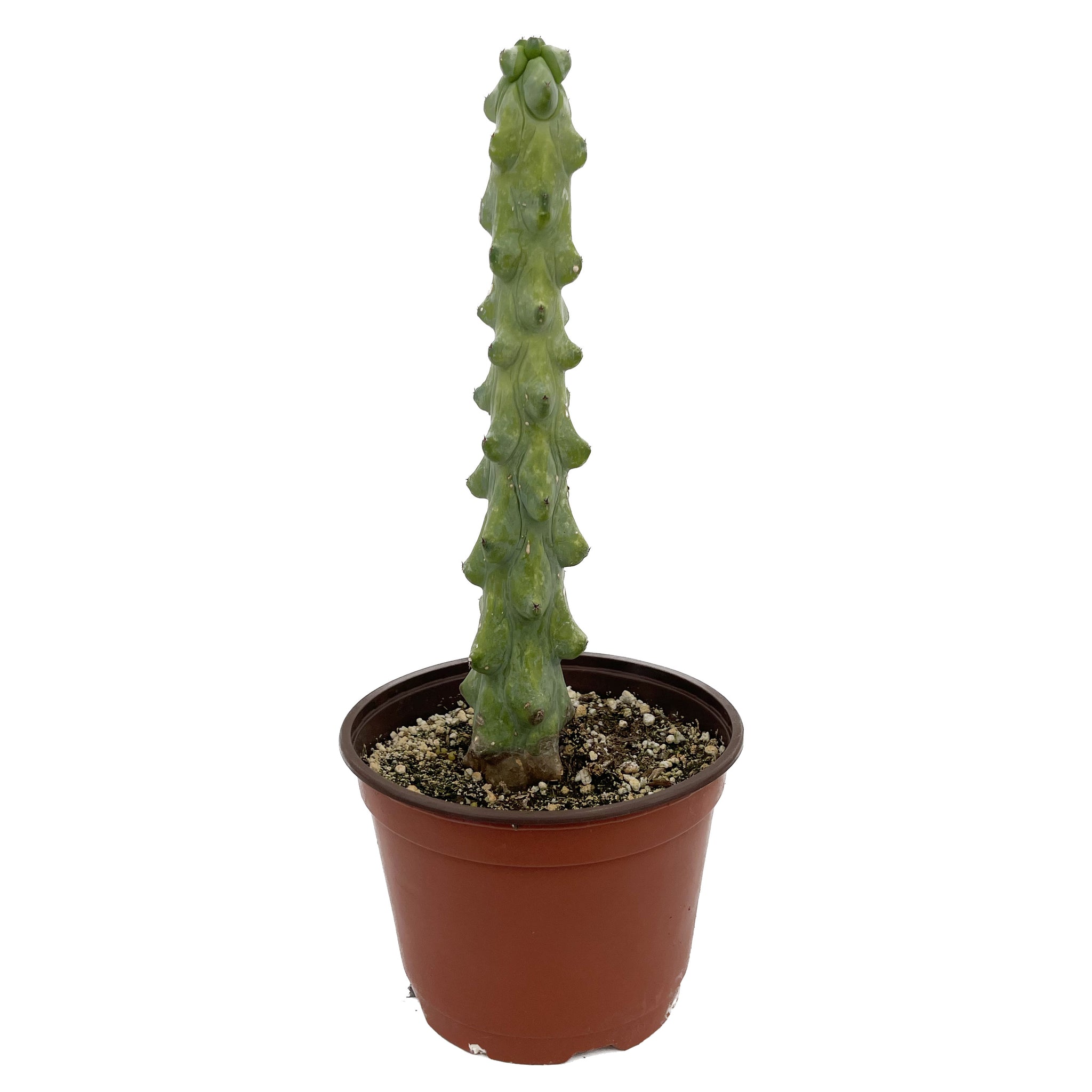 Myrtillocactus geometrizans Fukurokuryuzinboku