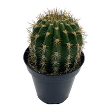 Load image into Gallery viewer, Trichocereus grandiflorus | Torch Cactus - 4 inch - San Pedro Source
