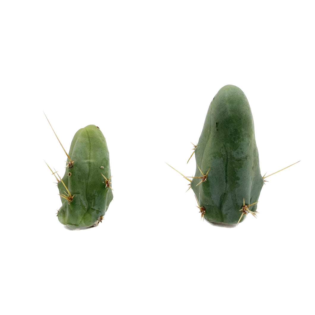 TBM Cuttings Trichocereus Bridgesii Monstrose Cuttings