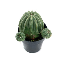 Load image into Gallery viewer, Euphorbia Obesa Hybrid
