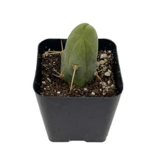 Load image into Gallery viewer, Penis Cactus | Short Form | Trichocereus bridgesii monstrose
