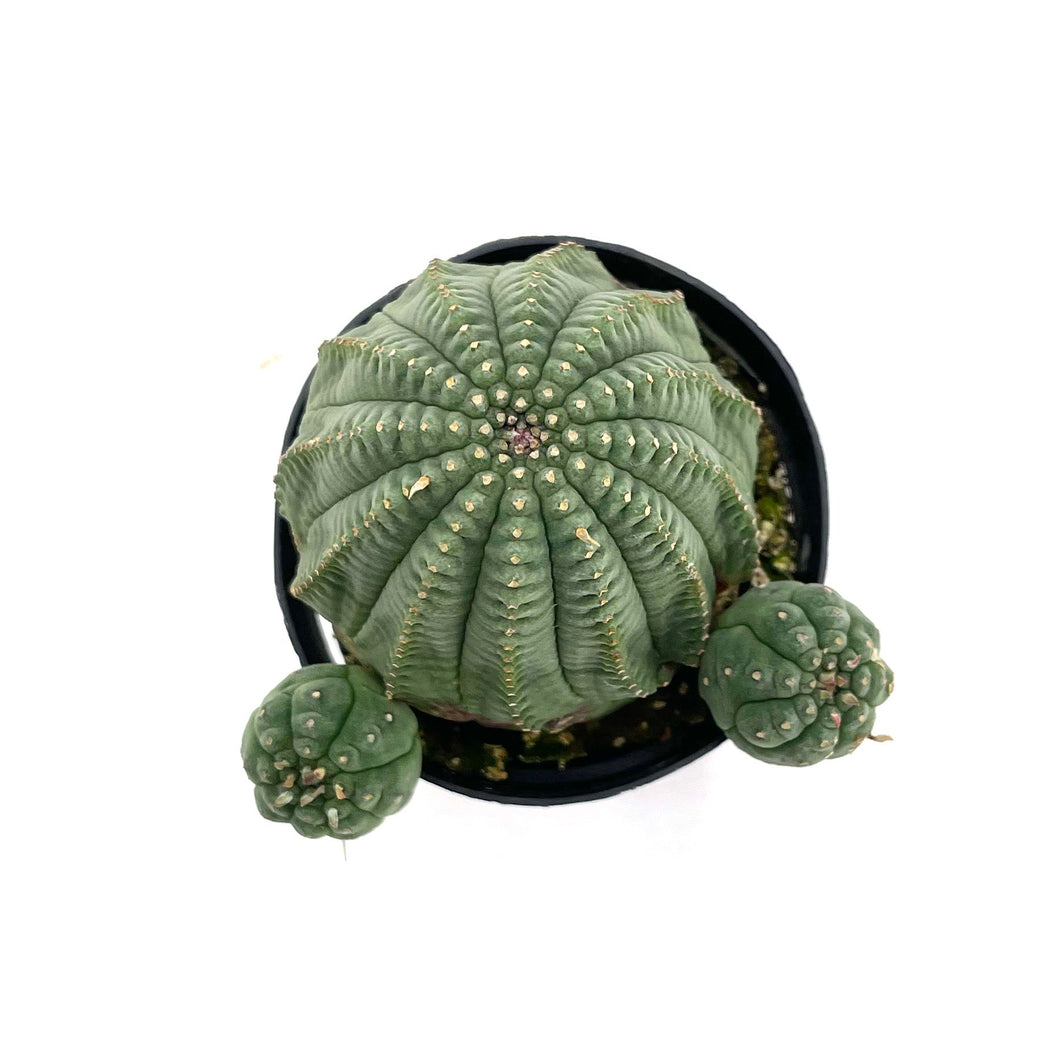 Euphorbia Obesa Hybrid - 2.5 inch - San Pedro Source