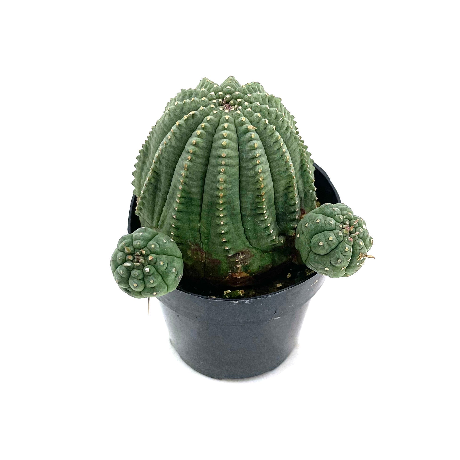 Euphorbia Obesa Hybrid – San Pedro Source