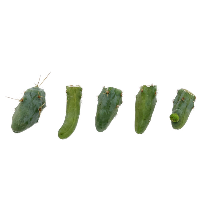 Trichocereus Bridgesii Monstrose Cutting | Short Form | Type B | Penis Cactus Bulk - 5 Cuttings / Small (Single Node) - San Pedro Source