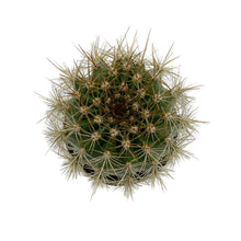Load image into Gallery viewer, Trichocereus grandiflorus | Torch Cactus - 2 inch - San Pedro Source
