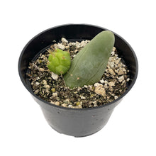 Load image into Gallery viewer, Penis Cactus | Short Form | Trichocereus bridgesii monstrose
