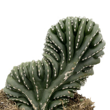 Load image into Gallery viewer, Stenocereus Marginatus Cristata | Crested Mexican Fence Post - 8 inch pot (Bare Root) - San Pedro Source
