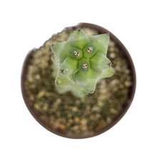 Load image into Gallery viewer, Myrtillocactus geometrizans Fukurokuryuzinboku | Boobie Cactus - Small (4-6 inch) - San Pedro Source
