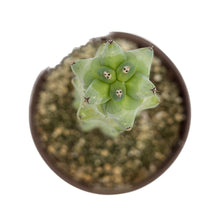 Load image into Gallery viewer, Boobie Cactus | Myrtillocactus geometrizans Fukurokuryuzinboku
