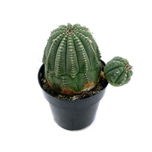 Load image into Gallery viewer, Euphorbia Obesa Hybrid - 2.5 inch - San Pedro Source
