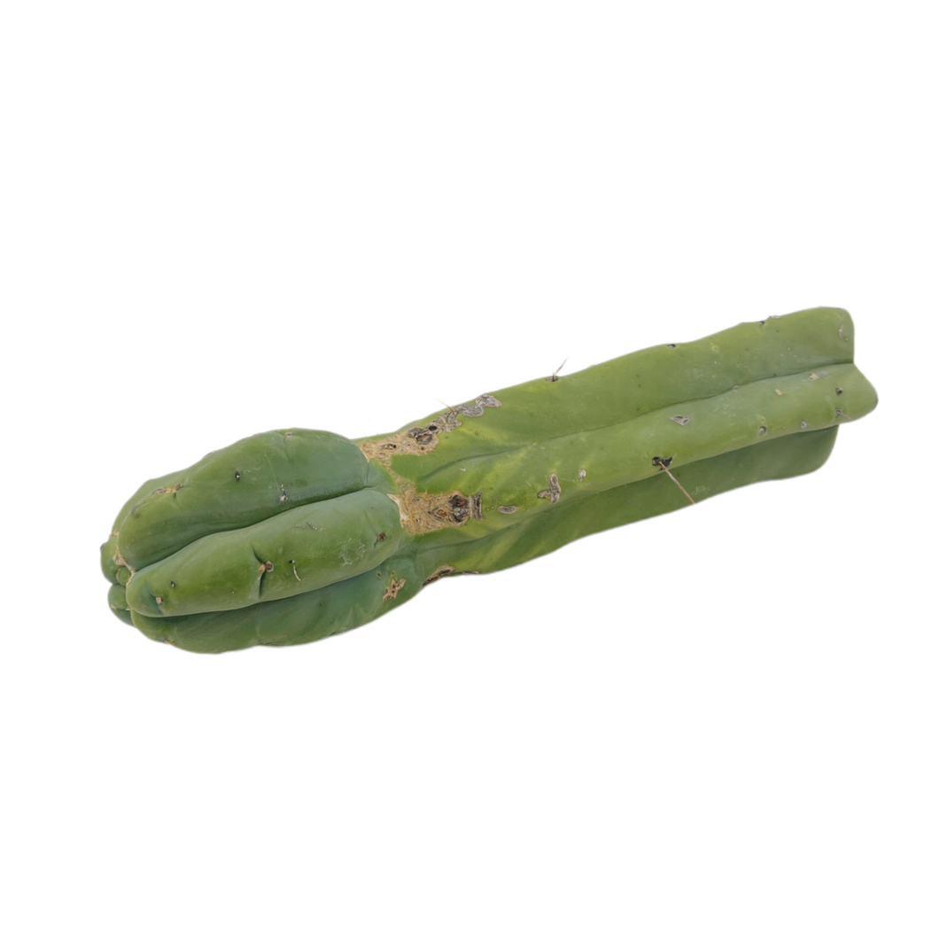 Bolivian Torch Cactus | Bulk Cutting Packs | Trichocereus bridgesii