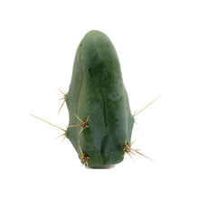 Load image into Gallery viewer, TBM Cuttings Trichocereus Bridgesii Monstrose Cuttings
