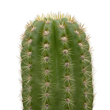 Load image into Gallery viewer, Trichocereus &#39;Sun Goddess&#39; - 8 inch pot (bare root) - San Pedro Source
