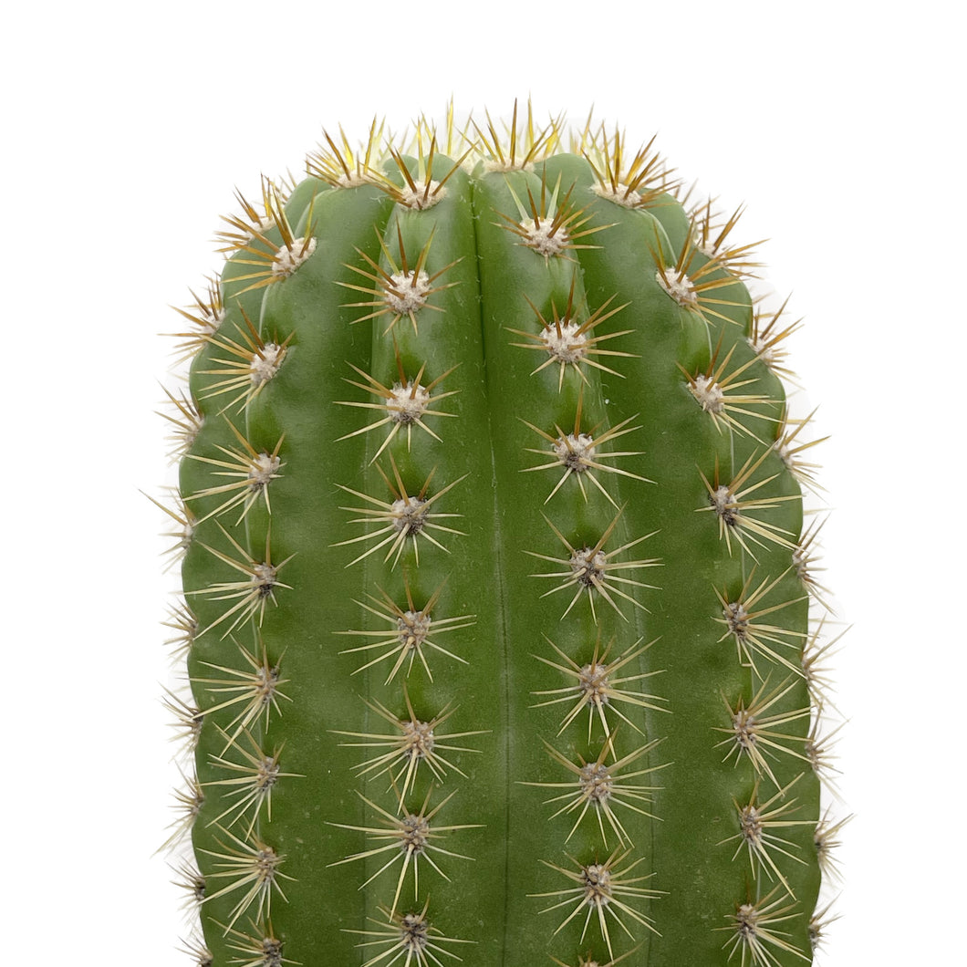 Trichocereus 'Sun Goddess' - 8 inch pot (bare root) - San Pedro Source