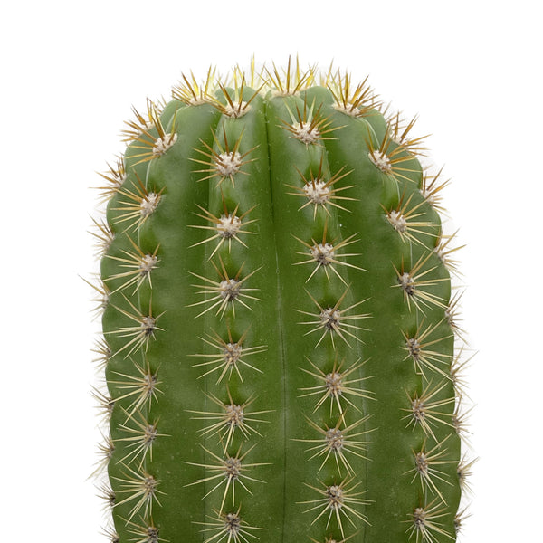 Trichocereus 'Sun Goddess'  San Pedro Source