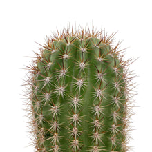 Load image into Gallery viewer, Trichocereus grandiflorus | Torch Cactus - 2 inch - San Pedro Source
