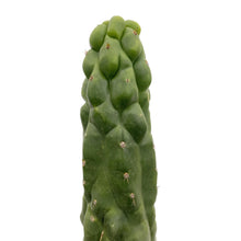 Load image into Gallery viewer, Monstrose San Pedro Cactus | TPM | Echinopsis (Trichocereus) pachanoi Monstrose
