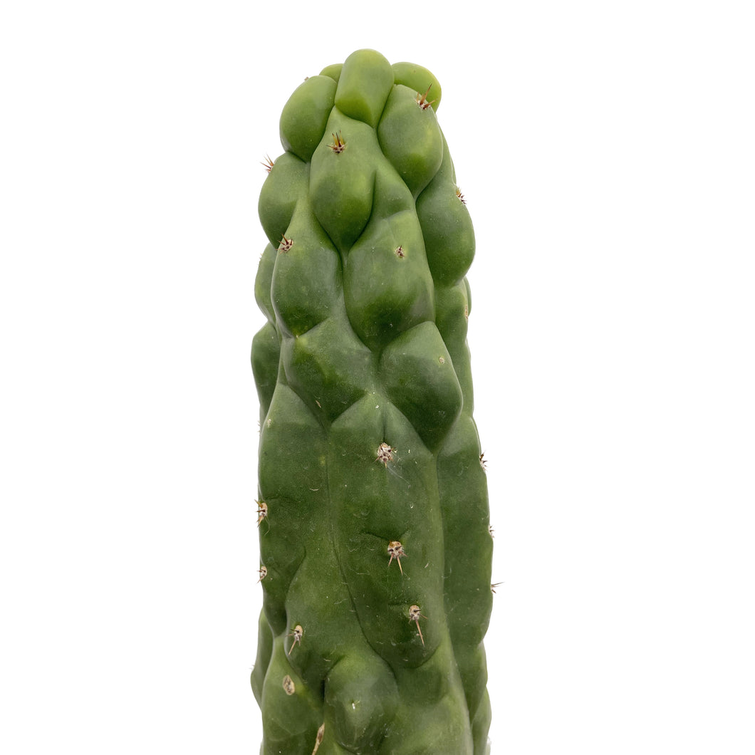 Trichocereus Pachanoi Monstrose | TPM | Monstrose San Pedro Cactus - Small Cutting (8-12 inch) - San Pedro Source