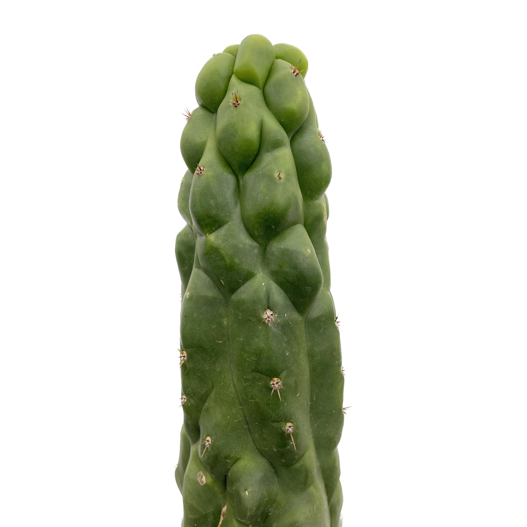 Monstrose San Pedro Cactus | TPM | Echinopsis (Trichocereus) pachanoi Monstrose
